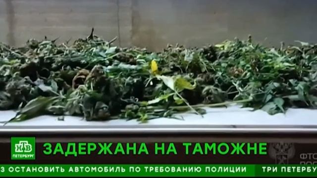 Телеканал «НТВ ( Санкт-Петербург)», программа «Сегодня в Санкт - Петербурге», 24.06.2025