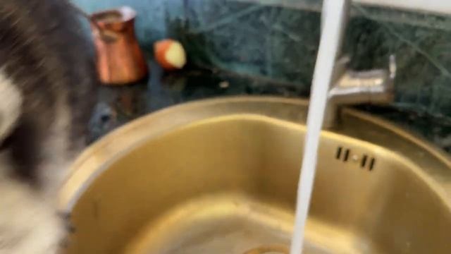 Енота Марселя опять забыли покормить.
