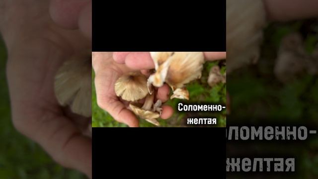 Волоконница трещиноватая
Inocybe fastigiata