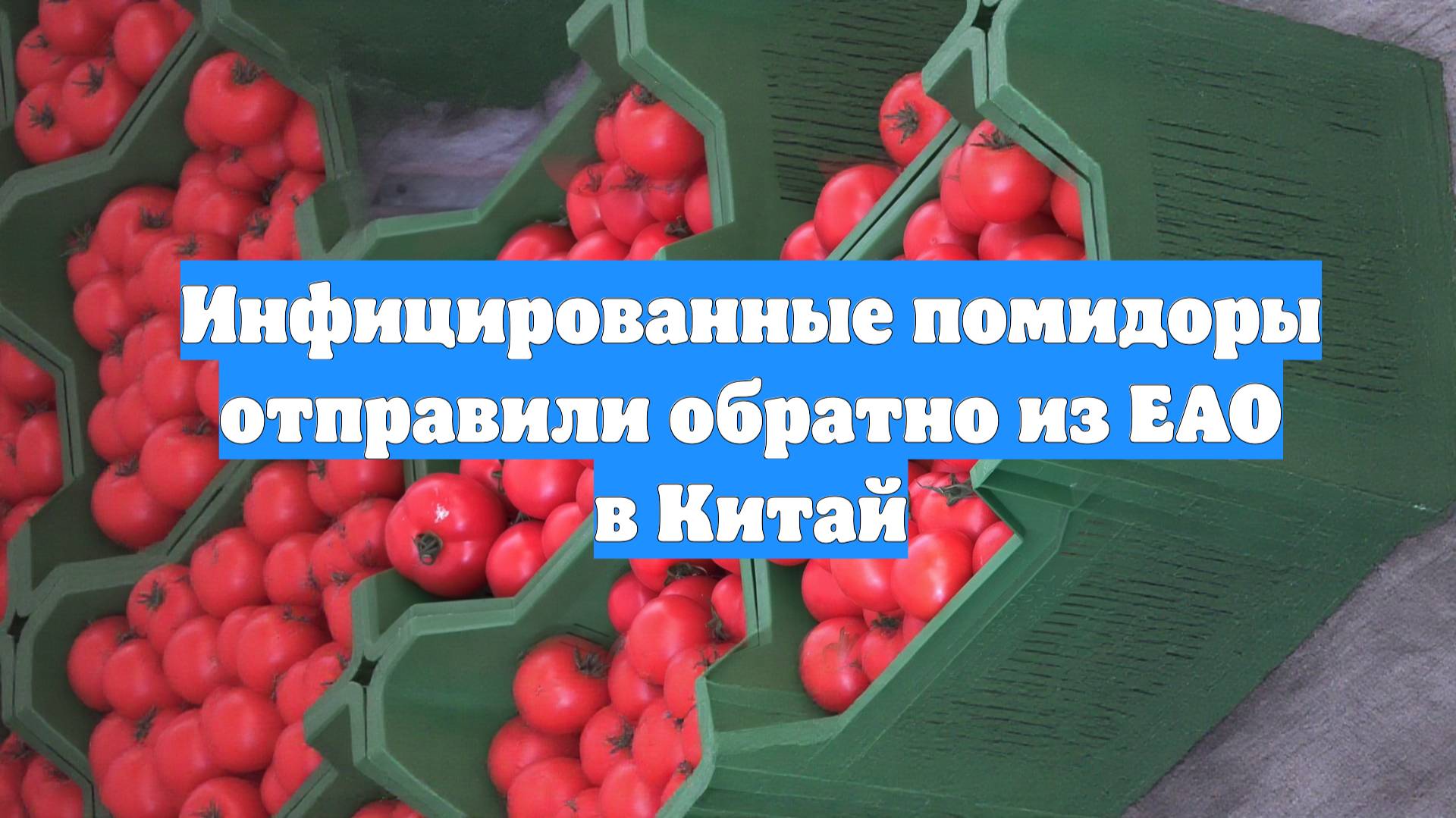 Инфицированные помидоры отправили обратно из ЕАО в Китай
