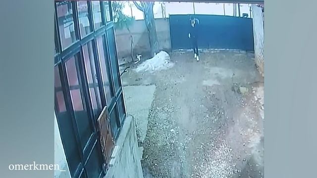 Доберман - самая смешная собака, Которая заставит Вас смеяться! Лучшая подборка фотографий собак