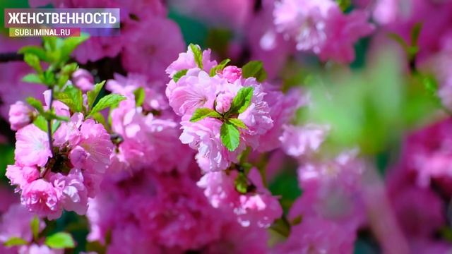 Женская энергия. Женственность. Манкость. Саблиминал Combo. Скрытые аффирмации