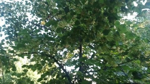 липа цветет