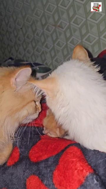Добрый вечер Ребята 🌜😻❤️😻🍼🐈🐈🐈🐈🐈