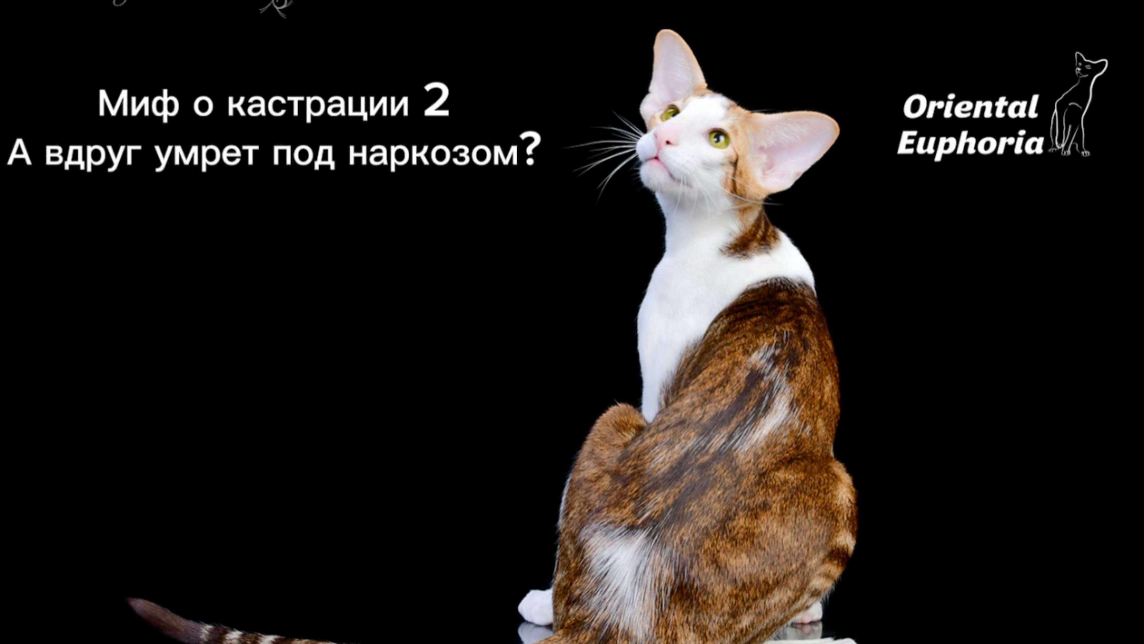 Миф о кастрации 2
А вдруг умрет под наркозом?