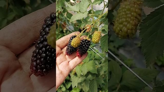 ежевика Карака Блэк