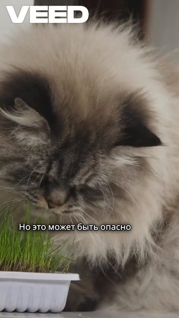 Коты и комнатные цветы.