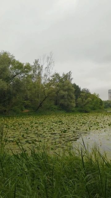 Серебряный бор и Живописный мост

#СвароговВидео #СвароговПрирода  #СеребрянныйБор #Строгино