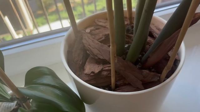 Как Я защитила цветы от кошки