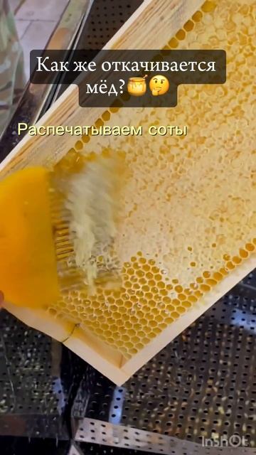 Видели когда-нибудь весь процесс сбора мёда? #мёд #пчеловодство #алтай #reels