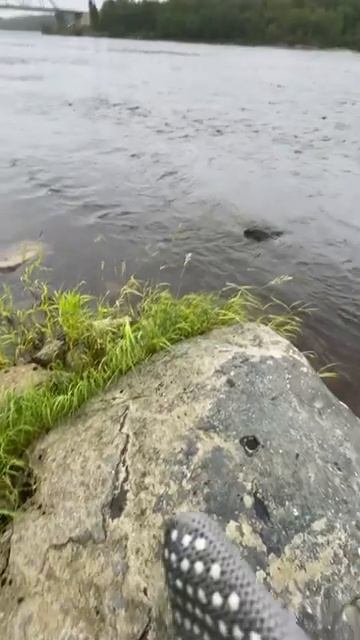 Рыбалка в Карелии на реке Кемь (360p)