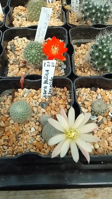 Aylostera pulchella  Кактус Айлостера