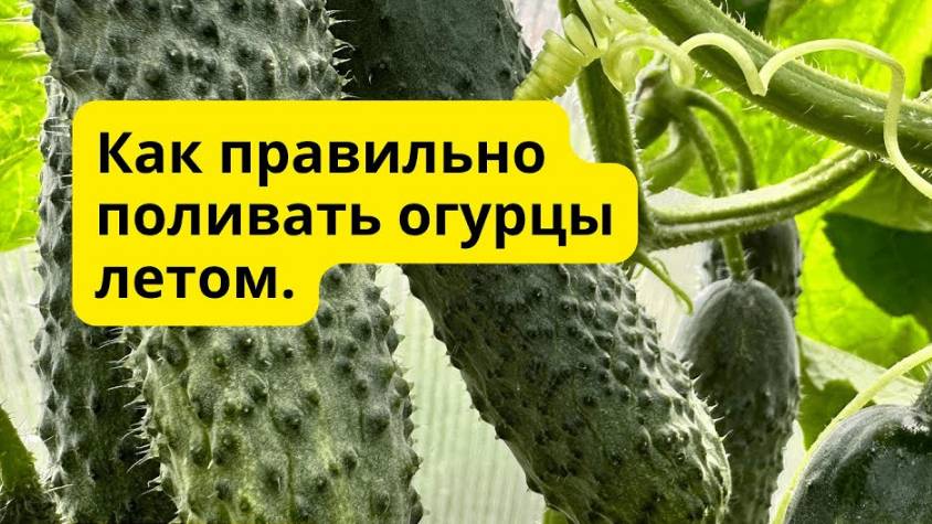 Ошибки при поливе, которые совершают 90% дачников. Тонкости и проведения летних поливов