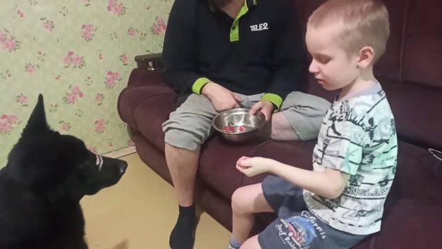 "ОСОБЫЕ ДЕТИ И СОБАКИ" Лёша кормит Ахиллеса сырым мясом.