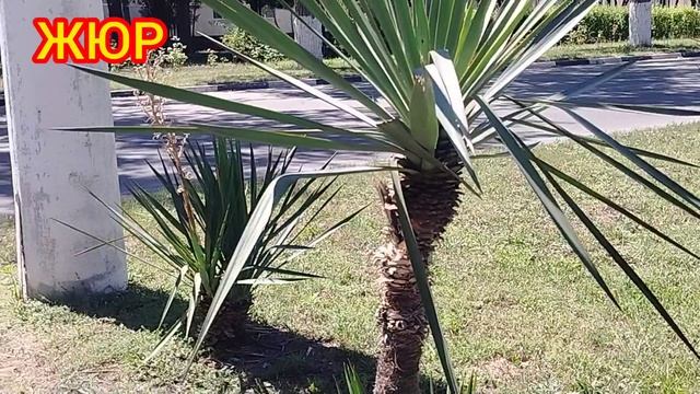 Начало велодорожки на пионерке главное не заглядеться на красивые растения чисто уютно Анапа