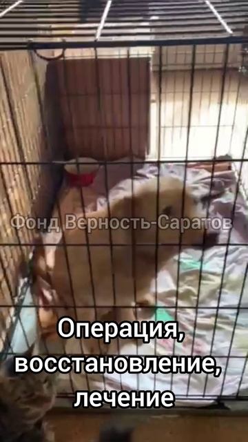 Фунтя нашла дом! #саратов #вдобрыерукисаратов #верностьсаратов
