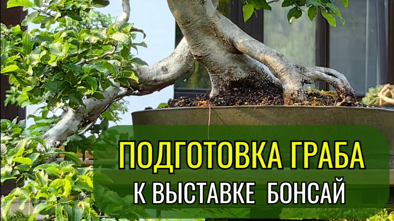 Подготовка граба к выставке #бонсай