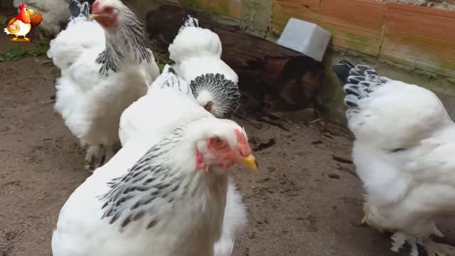 Куры Брама с лохматыми лапами прекрасные несушки (21)