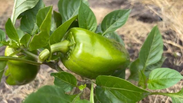 Перцы, которые растут на глазах: узнайте о важной подкормке, которая дает результат!