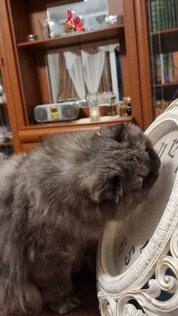 Коть и часы