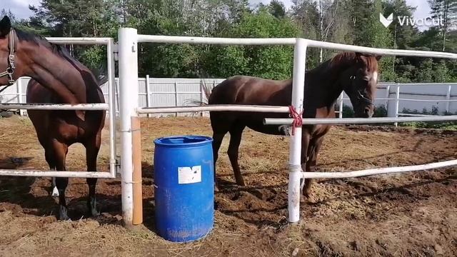 VivaCut_video_1751046719394_HD.mp4