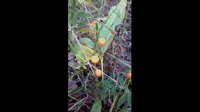 Прогулка с сестрой, загород, лес, поселок, август. Природа и разговоры:)
