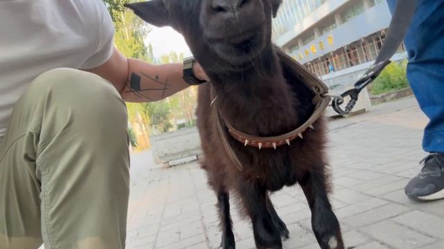 Козу забрали в приют "Кошкин дом". Хозяину обращаться туда