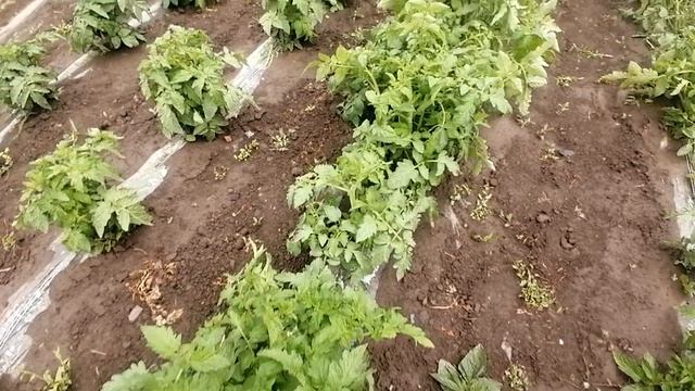 УРАГАН В САРАТОВСКОЙ ОБЛ. Дай бог чтобы все было хорошо.