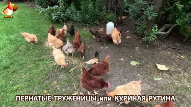 Куры несушки свободного выгула и их обычная куриная рутина – эпизод (491)