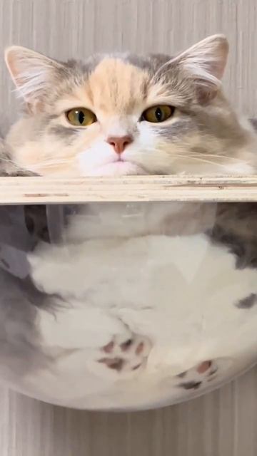 прикольный котик