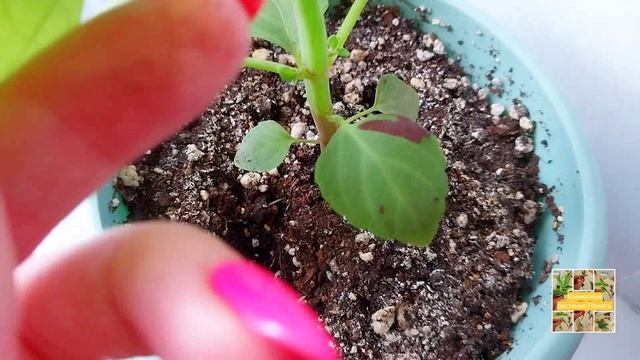 Обзор и Пересадка домашних цветов. Замиакалькус,  Эпипремнум, Колеусы, Драцена.💖🫶🌿