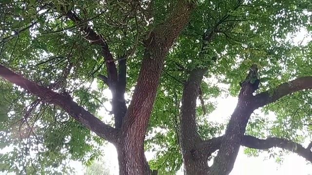 Прогулка под дождём
