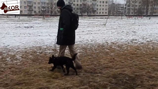 Как научить СОБАКУ не подбирать с ПОЛА!!!