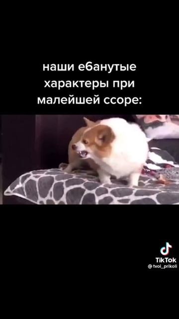 #животные#собаки