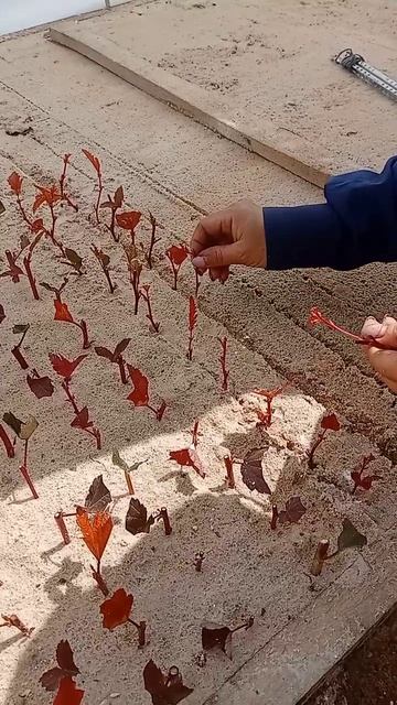Посадка черенков