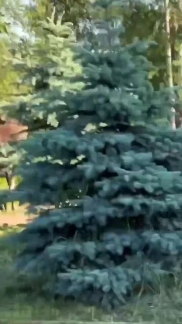 Лоси ходят по Петербургу. Шуваловский парк