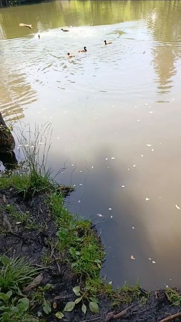 жадоба