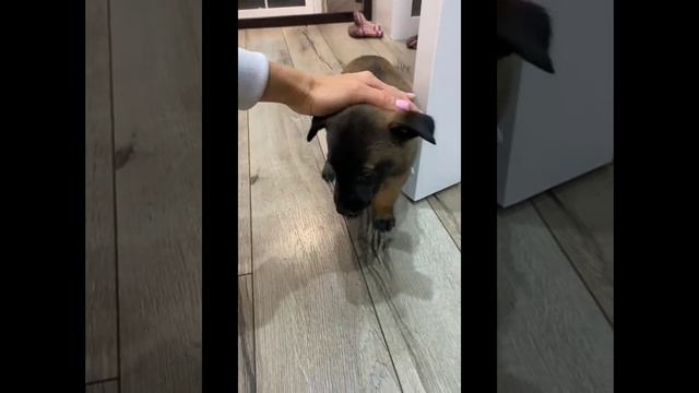 мы забрали щенка 🐶