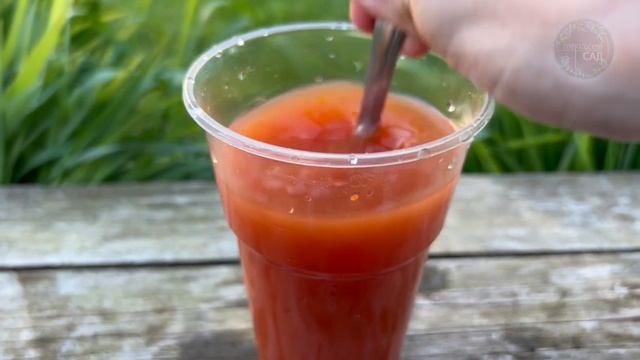 Как первая подкормка превращает ваши помидоры в настоящие гиганты: простой рецепт!