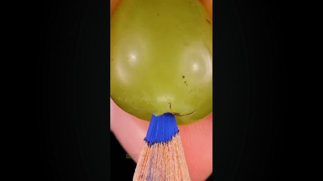 Синий карандаш ягода