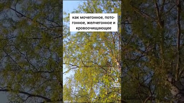 Береза