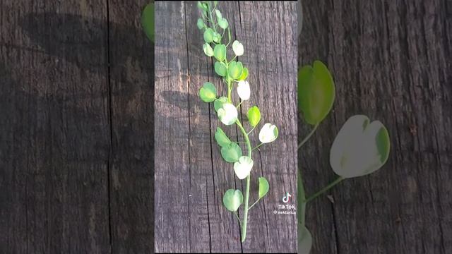 1000361277.mp4