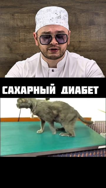 Запущенная стадия сахарного диабета у кошек