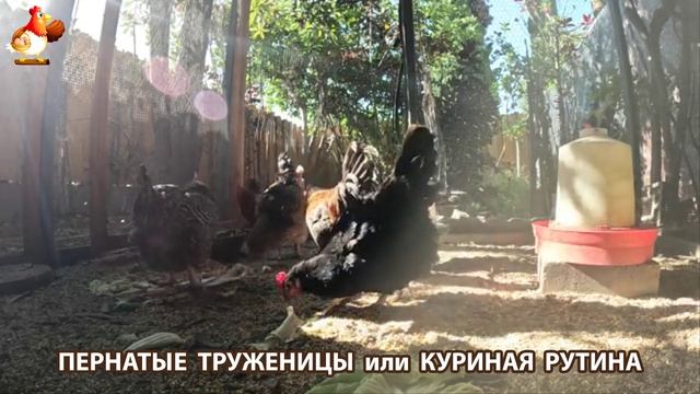 Куры несушки свободного выгула и их обычная куриная рутина – эпизод (489)