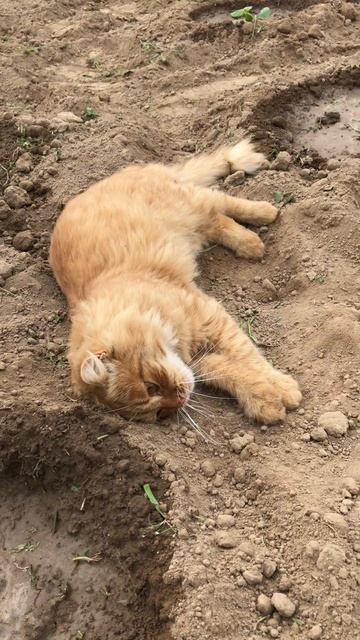 Кот Альфушка ❤️🐈