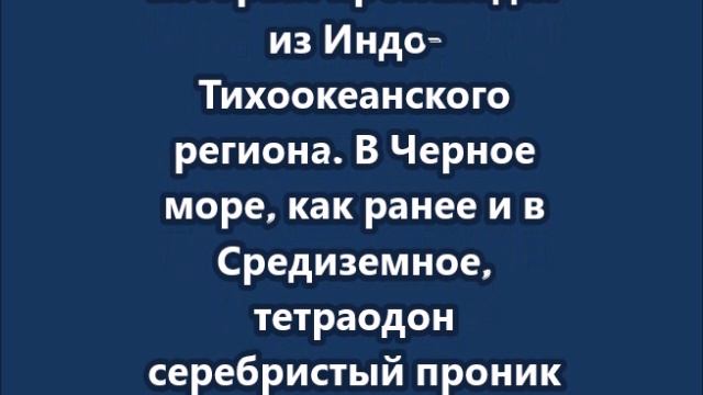 Смертельно ядовитая рыба завелась в Черном море