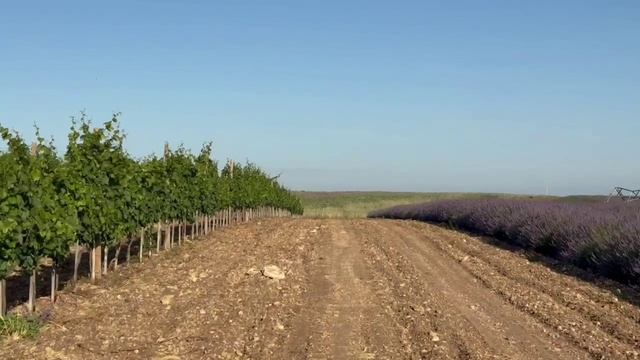 Органические виноградники и органическая лаванда во всей красе в Крыму!