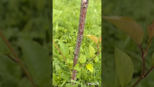 Ловчий пояс на деревья от муравьёв 🐜