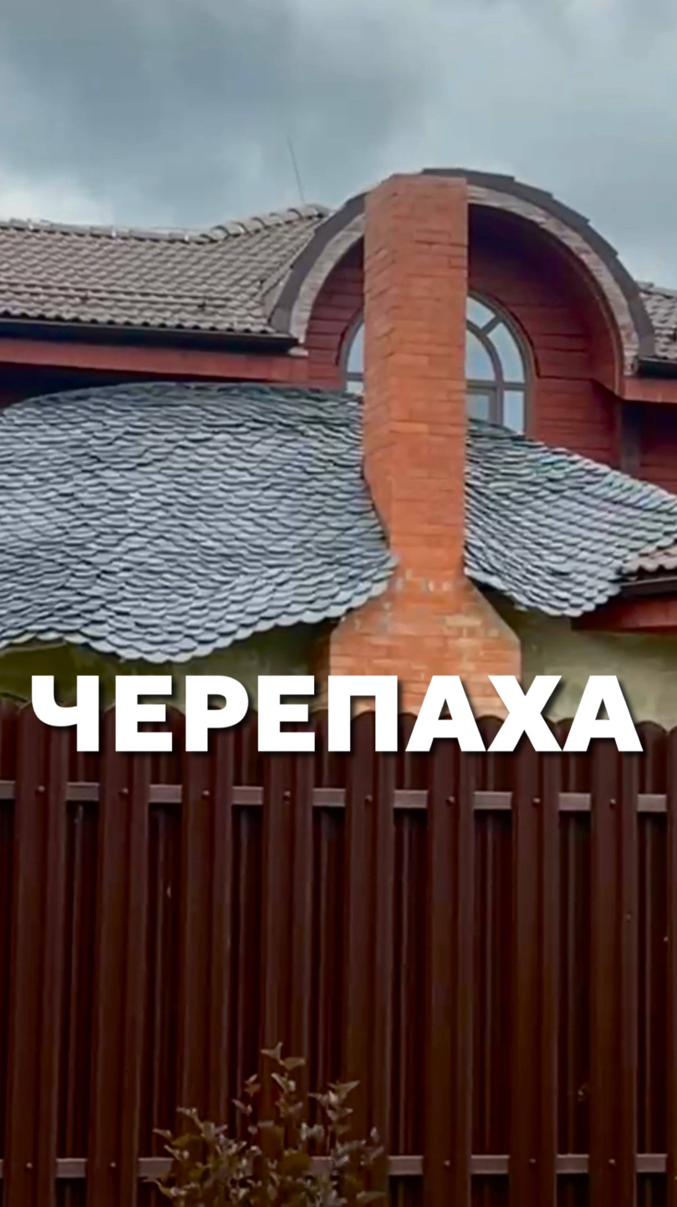 Черепаха