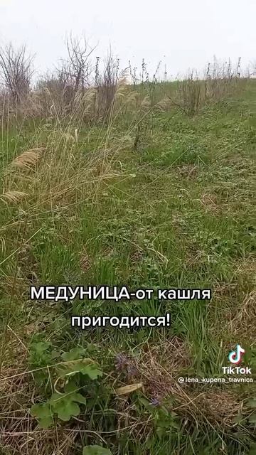 Медуница